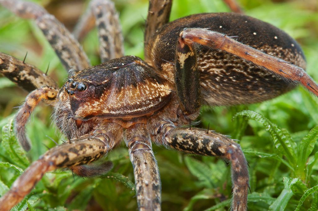 Dolomedes cf. fimbriatus - Parco delle Groane (MI)